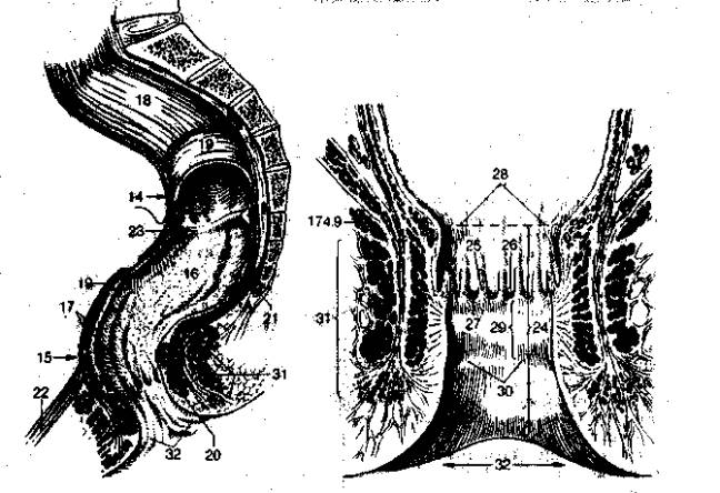 Анатомия прямой кишки и заднего прохода у мужчин фото