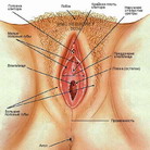 Наружные половые органы